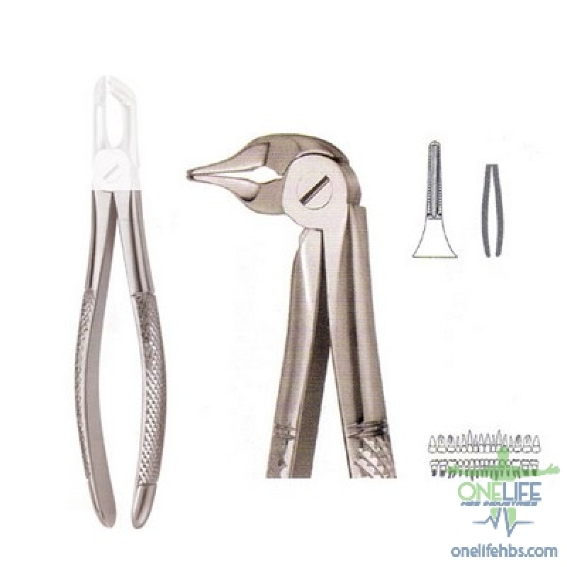 Upper Centrals and Canines